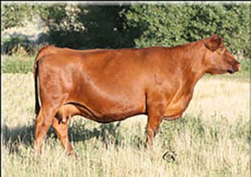 4L Ms Make My Day R875